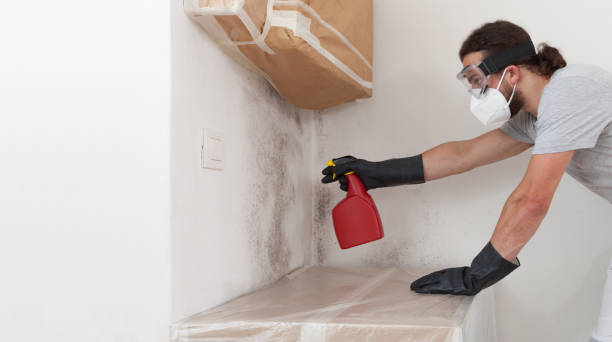 Professional Mold Removal technician working in Little Falls, MN