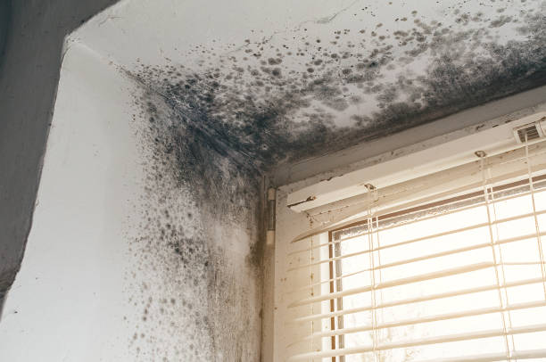 Affordable Mold Removal solutions in Little Falls, MN